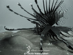 Lionfish attack ...B&W by Claudia Weber-Gebert 